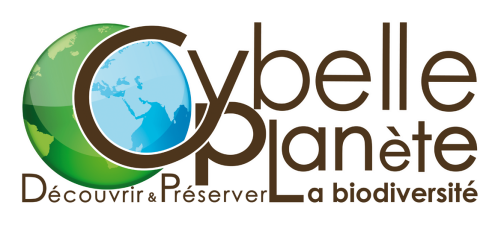 cybelle